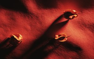 方山縣滋補酒有限責任公司