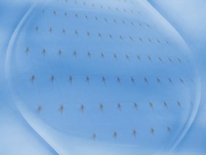 汾陽市烹飪有限責任公司