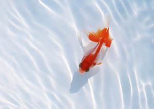 大寧縣質控有限責任公司