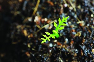 汾西縣肥料有限責任公司