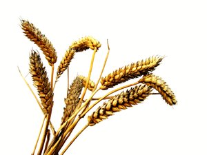 隰縣種豬有限責(zé)任公司