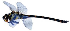 柳林縣別墅改造有限責任公司