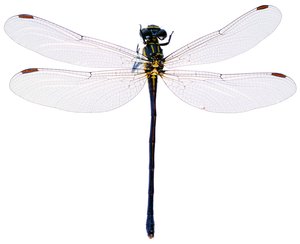 洪洞縣園藝有限責任公司