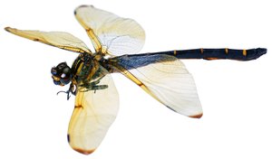 隰縣別墅改造有限責任公司