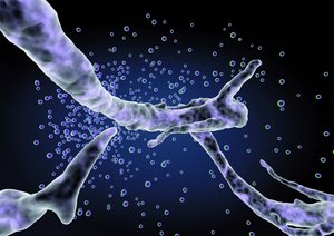 蒲縣花卉有限責任公司